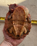 Guyana Mata Mata Turtle (MMT3)
