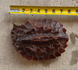 Guyana Mata Mata Turtle (MMT3)