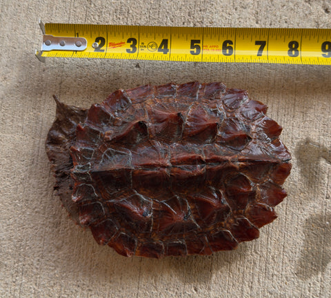 Guyana Mata Mata Turtle (MMT3)