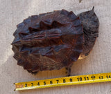 Guyana Mata Mata Turtle 11-12" (MMT1)