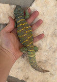 Ornate Uromastyx Very Colorful Adult Pair 1.1