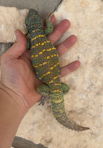 Ornate Uromastyx Very Colorful Adult Pair 1.1