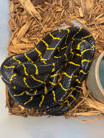 Mangrove Snake Female  (MSF3)