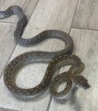 Merauke Scrub Python