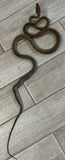 Merauke Scrub Python