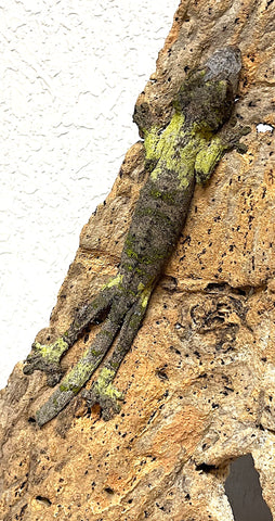 Mossy Leaf Tail Gecko Female (Uroplatus sameiti) - Reptile Pets Direct