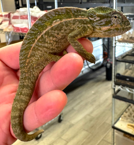 Carpet Chameleon Male (CCM12)