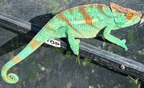 Orange Eye Parson’s Chameleons 1.1 Pair (Calumma parsonii)