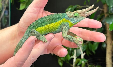 Rainbow Jackson Chameleon