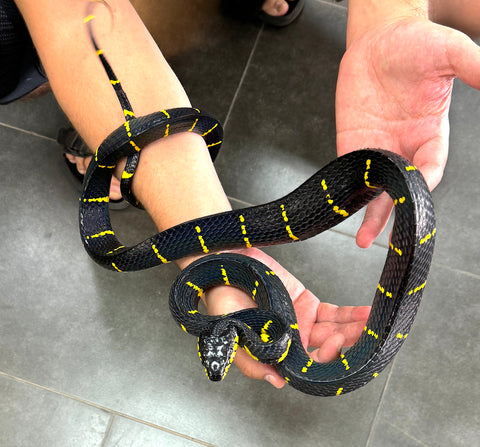 Malaysian mangrove snake (Boiga dendrophila melanota)