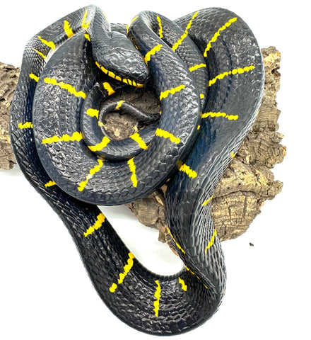 Malaysian Mangrove Snakes (Boiga dendrophila) - Reptile Pets Direct