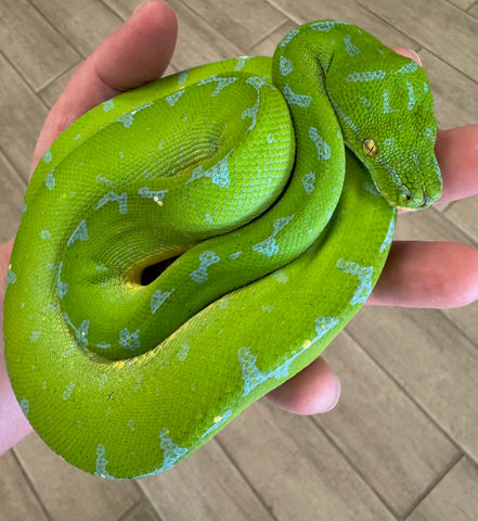 Manokwari Green Tree Python Female (MGTPF)