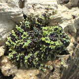 Vietnamese Mossy Frog Juveniles