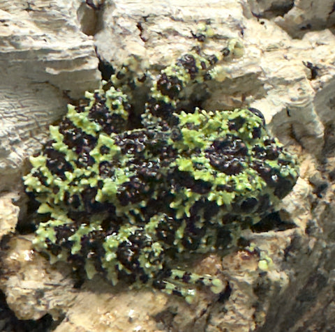 Vietnamese Mossy Frog Juveniles