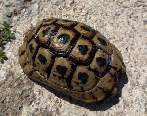 North African Greek Tortoise Male (NAG002)