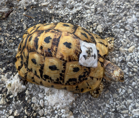 North African Greek Tortoise Female (NAG16)
