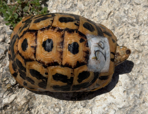 North African Greek Tortoise Female (NAG20)