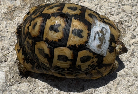 North African Greek Tortoise Female (NAG30)