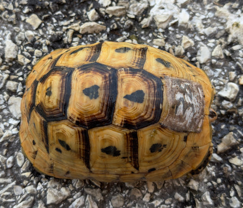 North African Greek Tortoise Female (NAG36)