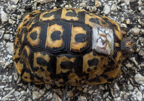North African Greek Tortoise Female (NAG37)