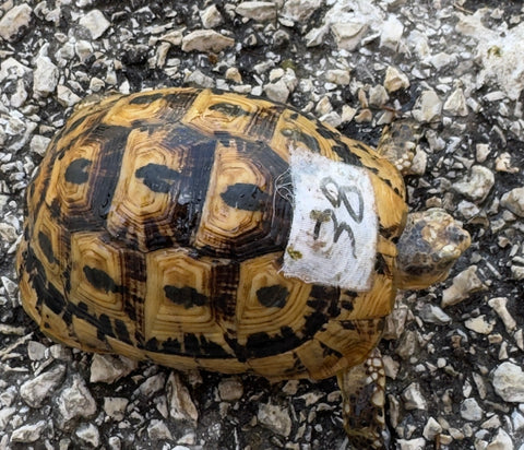 North African Greek Tortoise Female (NAG38)