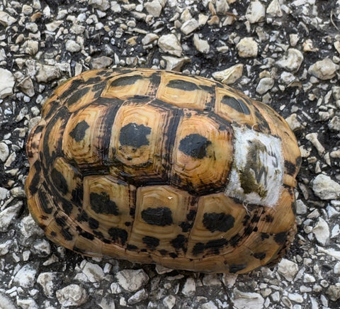North African Greek Tortoise Female (NAG39)