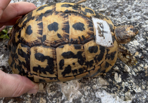 North African Greek Tortoise Female (NAG40)