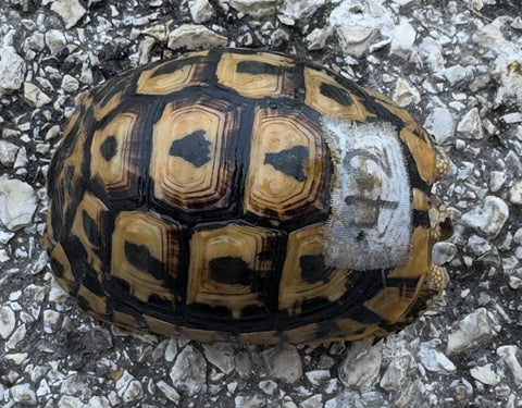 North African Greek Tortoise Female (NAG42)
