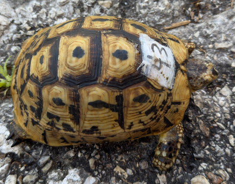 North African Greek Tortoise Female (NAG43)