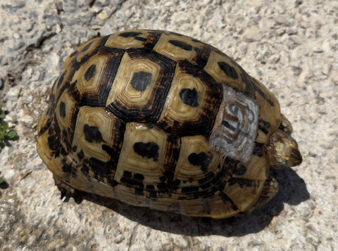 North African Greek Tortoise Female (NAG49)