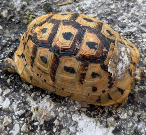 North African Greek Tortoise Female (NAG59)