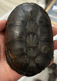 Adult Congo Dwarf Mud Turtle (Pelusios nanus)