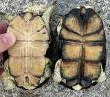 Adult Congo Dwarf Mud Turtle (Pelusios nanus)