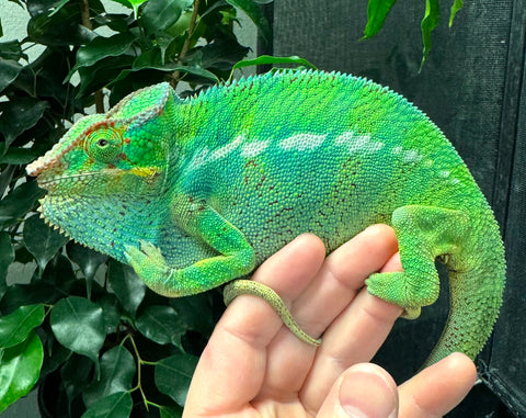 Noesy be Panther Chameleon (NBPC2)