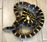 Kankakee Bull Snake 1.2 2021 Proven Breeders