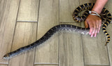 Kankakee Bull Snake 1.2 2021 Proven Breeders