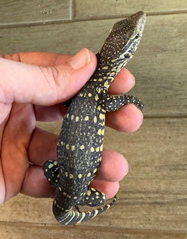 Ornate Nile Monitor (ONM1)