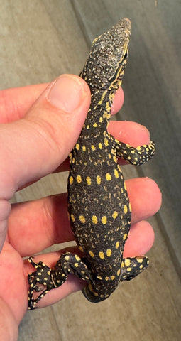 Ornate Nile Monitor (ONM2)