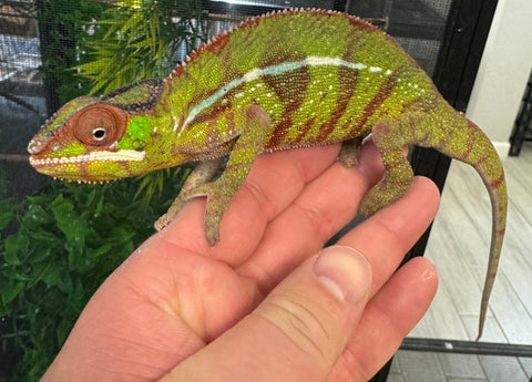 Nosy Mitsio Panther Chameleon Male (NMPCM1)