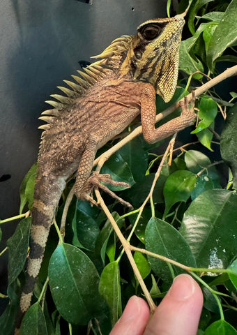 Natal's Horned Dragon Yellow Male (NHDM2)