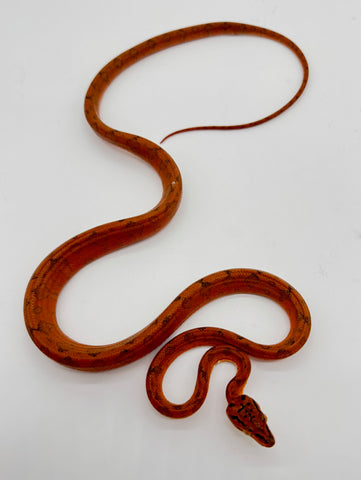 Screaming Orange Amazon Tree Boa Baby