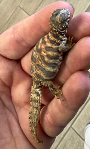 CB Ornate Uromastyx Baby (OB10)