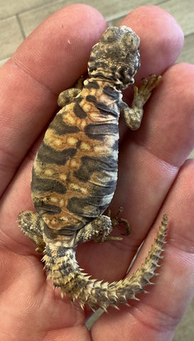 Ornate Uromastyx Baby (OB1)