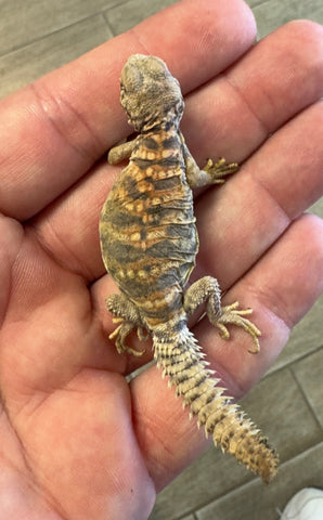 CB Ornate Uromastyx Baby (OB2)
