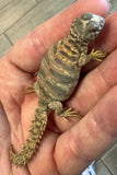 CB Ornate Uromastyx Baby (OB3)