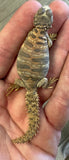 CB Ornate Uromastyx Baby (OB3)