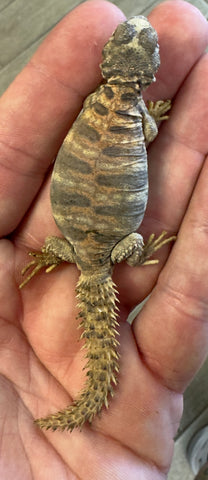 CB Ornate Uromastyx Baby (OB3)