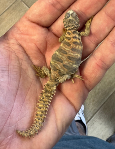CB Ornate Uromastyx Baby (OB4)