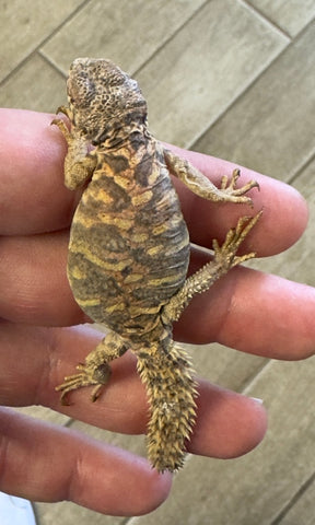 CB Ornate Uromastyx Baby (OB5)