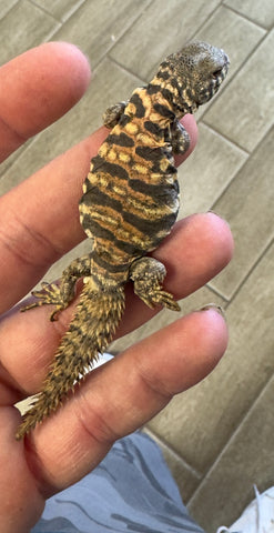 CB Ornate Uromastyx Baby (OB6)